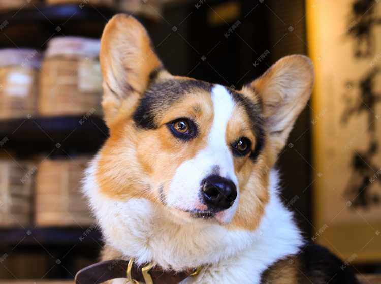 七七记录号 作品封面