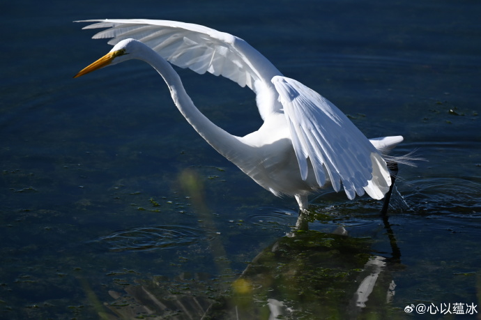 光影实验 — 宠物日记·清爽剪 缩略图