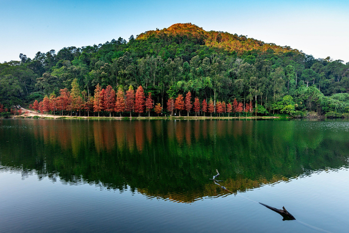 爆款复盘 — 宠物日记 封面